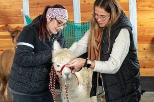 Tiertherapie