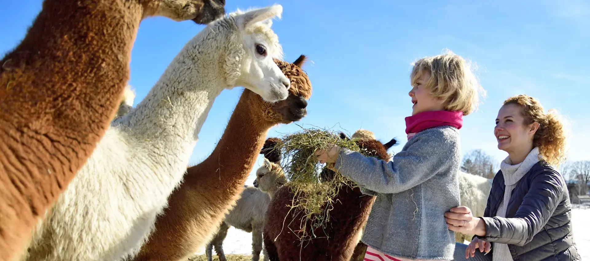 Tiertherapie